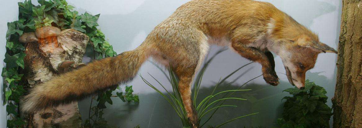 Voyage au cœur de la nature au musée Vert du Mans