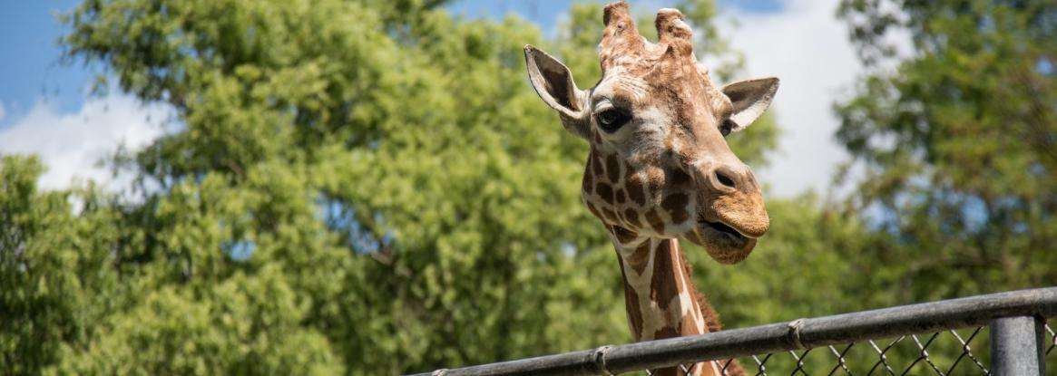 A visit to the zoo