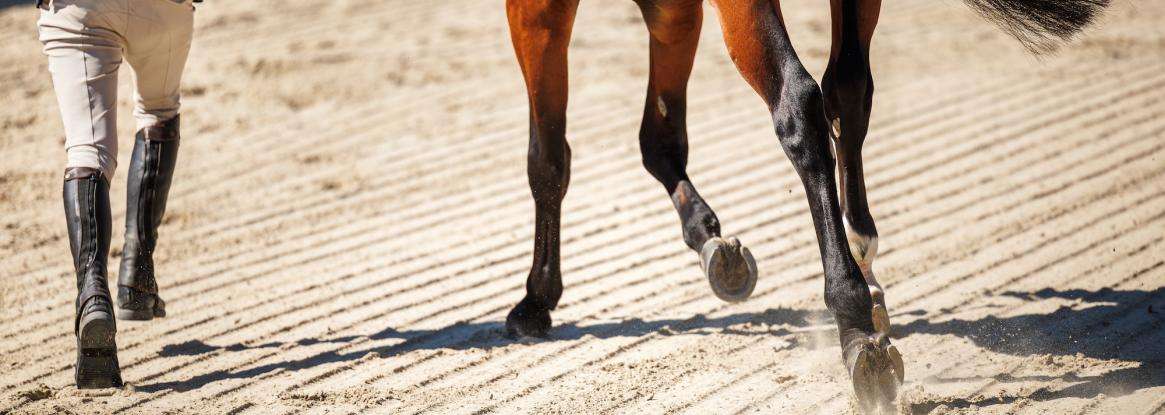 Christmas Equestrian Show: “Galloping Among the Stars”